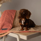 Snuggle Blanket - Terracotta Dog Blanket Scruffs®