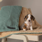Snuggle Blanket - Sage Green Dog Blanket Scruffs®