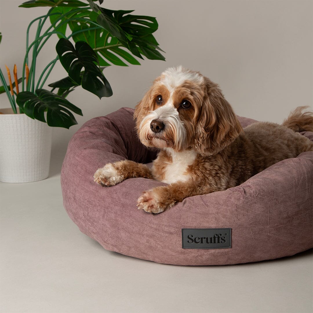 Oslo Ring Bed - Blush Pink Dog Bed Scruffs®