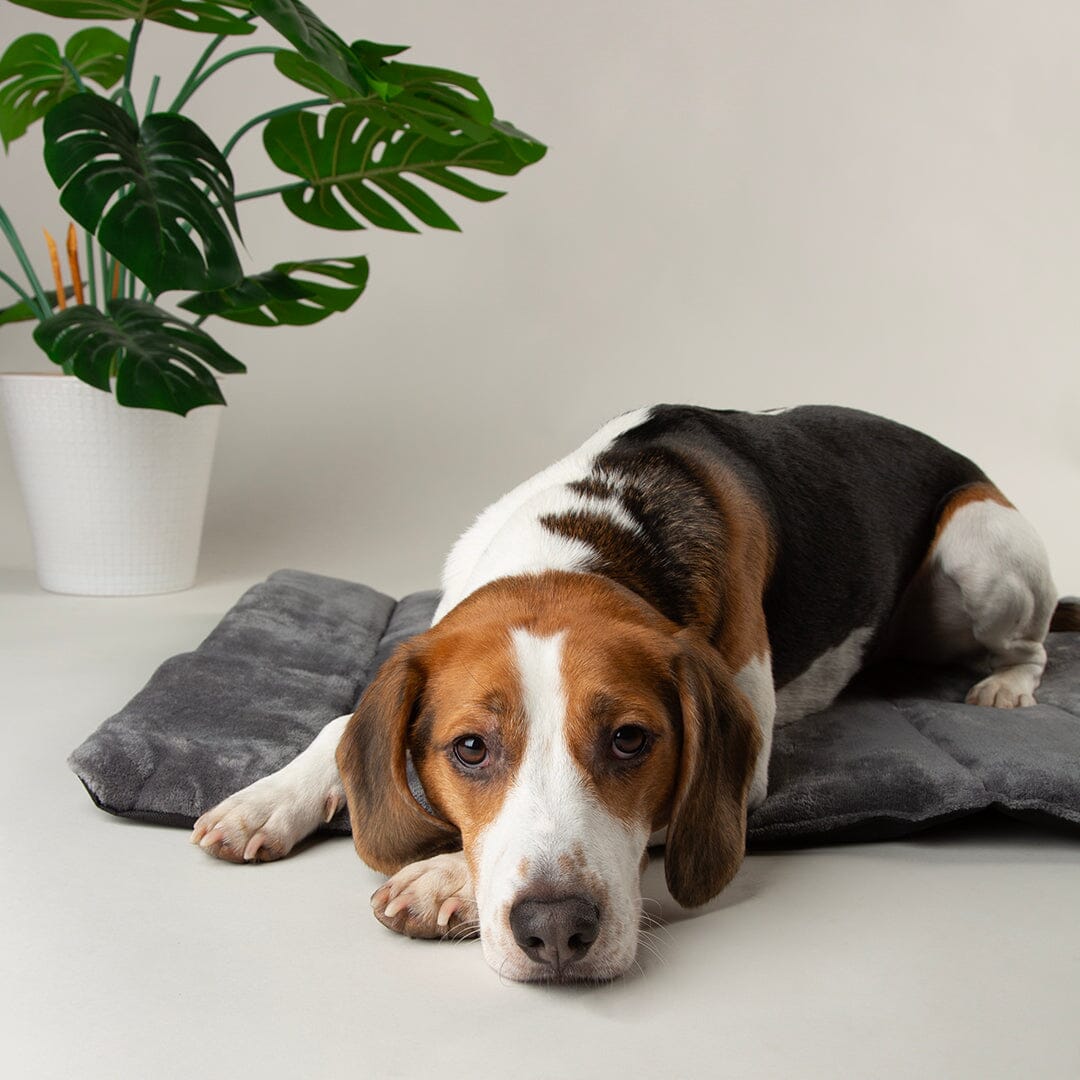 Expedition Roll Up Travel Pet Bed - Storm Grey Dog Bed Scruffs®