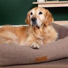 Seattle Box Bed - Sienna Brown Dog Bed Scruffs®