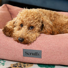 Seattle Box Bed - Coral Pink Dog Bed Scruffs®