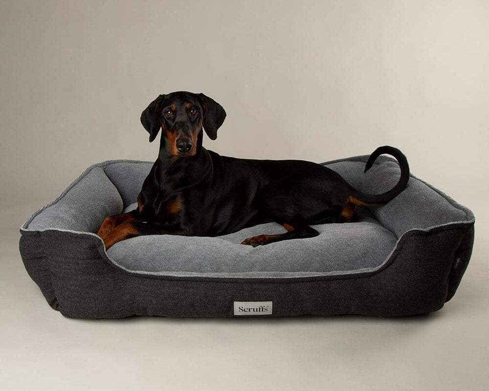 Harvard Memory Foam Dog Bed - Big Dog Dog Beds with Rottweiler