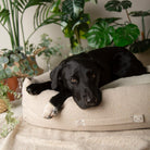 Eden Box Bed - Cream Dog Beds Scruffs®