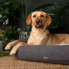 Eden Box Bed - Charcoal Grey Dog Beds Scruffs®