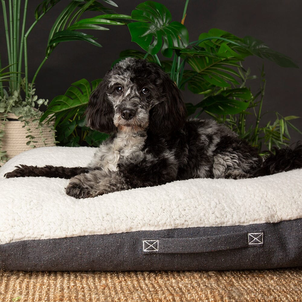 Eden Pillow Bed - Charcoal Grey Dog Beds Scruffs®