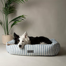 Coastal Box Bed - Blue Dog Beds Scruffs®