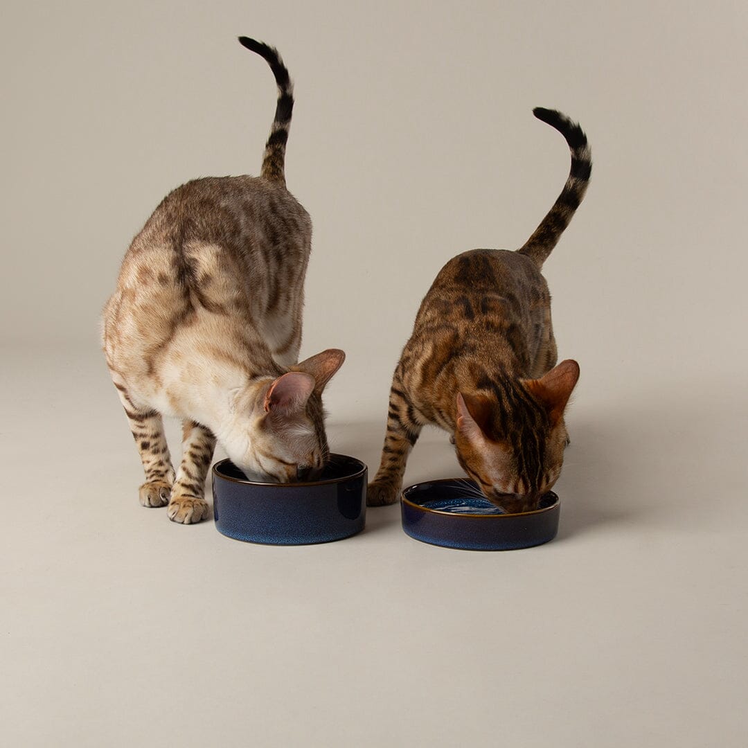 Reactive Glaze 2 Piece Cat Food Bowl & Saucer Set - Midnight Blue Pet Bowls, Feeders & Waterers Scruffs®