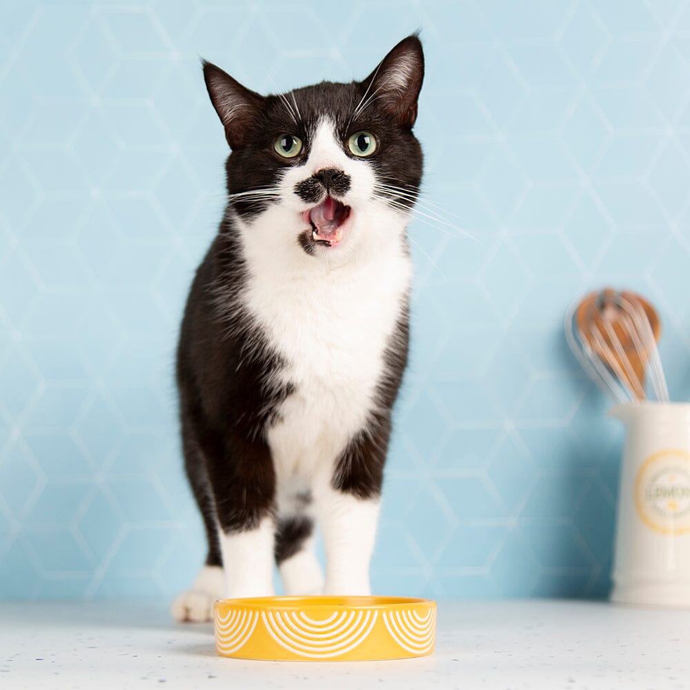 Aztec 2 Piece Cat Food Bowl & Saucer Set - Sunflower Yellow Pet Bowls, Feeders & Waterers Scruffs®
