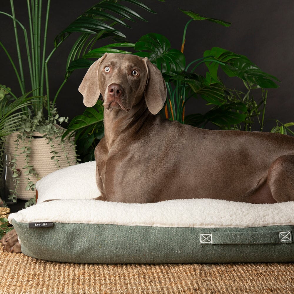 Eden Pillow Bed - Sage Green Dog Beds Scruffs®