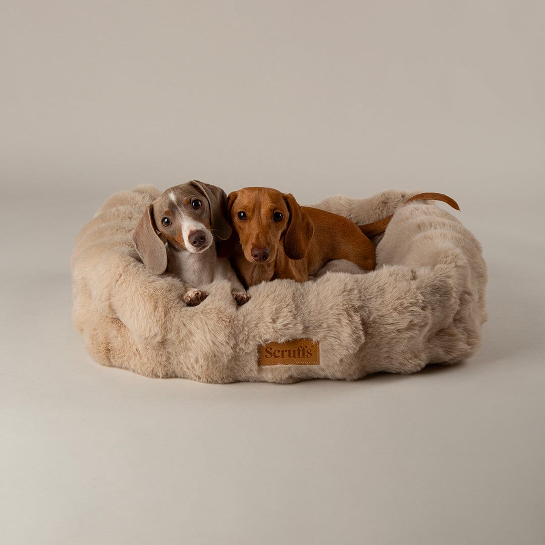 Alpine Box Bed - Champagne Dog Beds Scruffs®