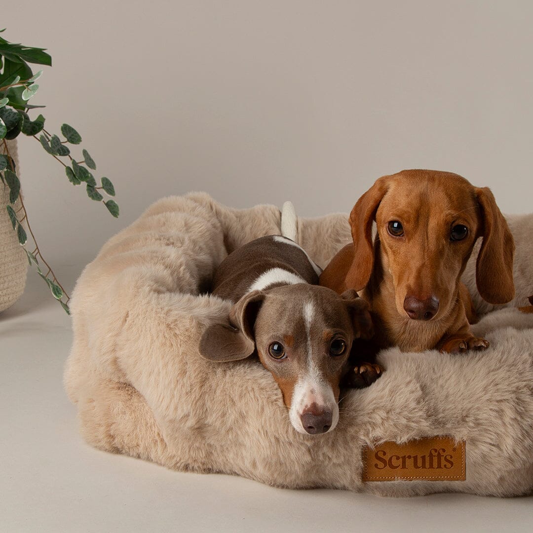 Alpine Box Bed - Champagne Dog Beds Scruffs®