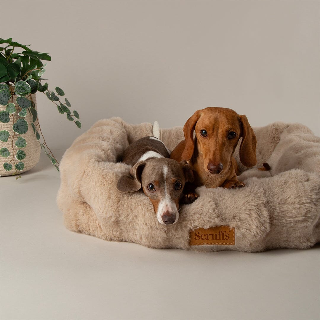 Alpine Box Bed - Champagne Dog Beds Scruffs®