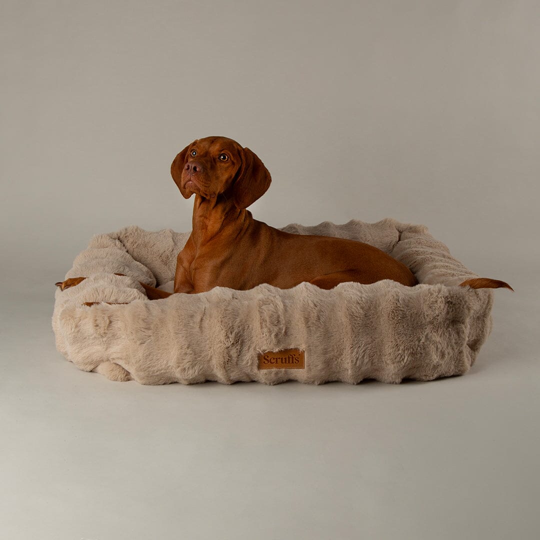 Alpine Box Bed - Champagne Dog Beds Scruffs®