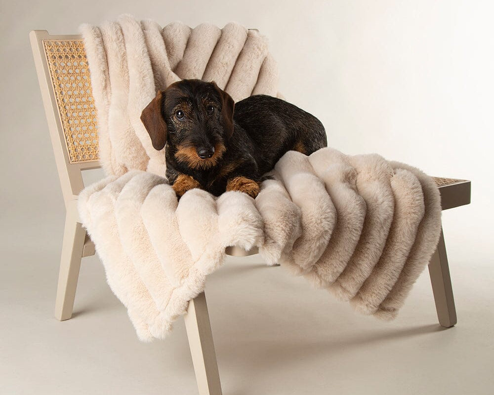 Aspen Pet Blanket for Dogs and Cats - Cream Dog Blanket