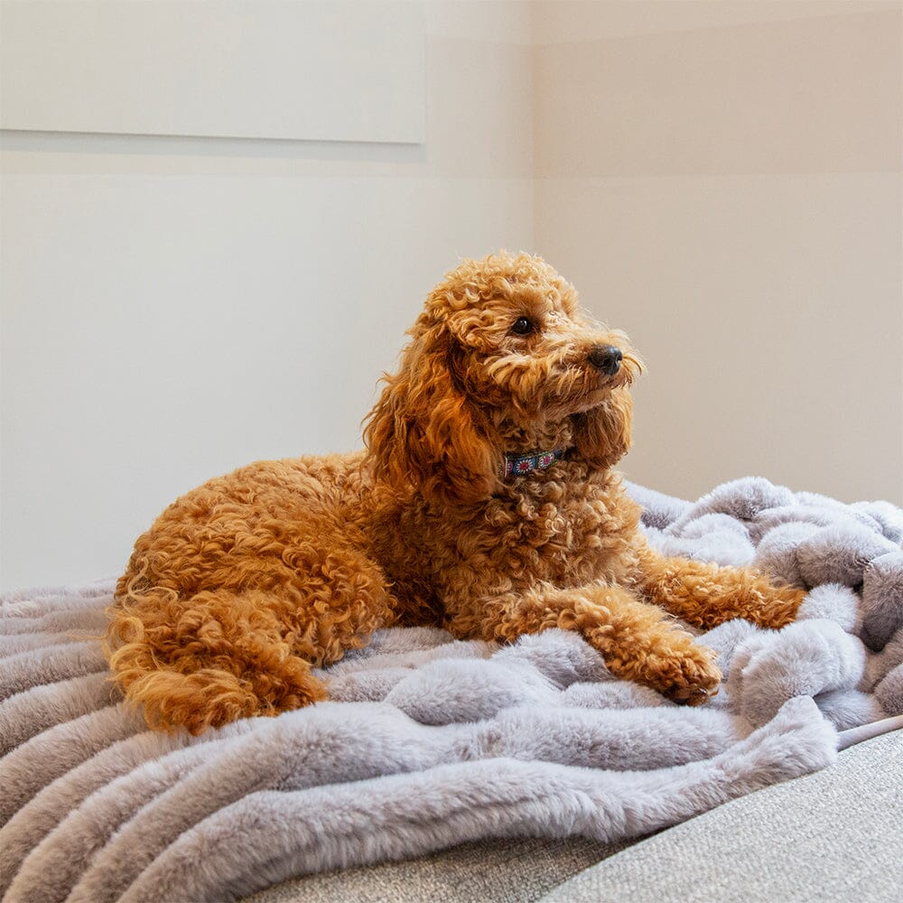 Aspen Pet Blanket - Grey Dog Blanket Scruffs®