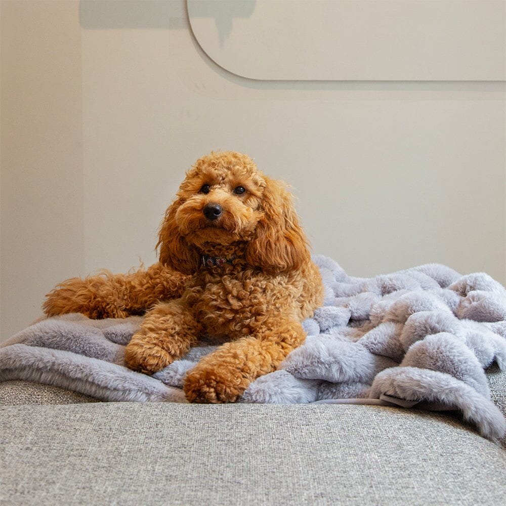 Aspen Pet Blanket - Grey Dog Blanket Scruffs®