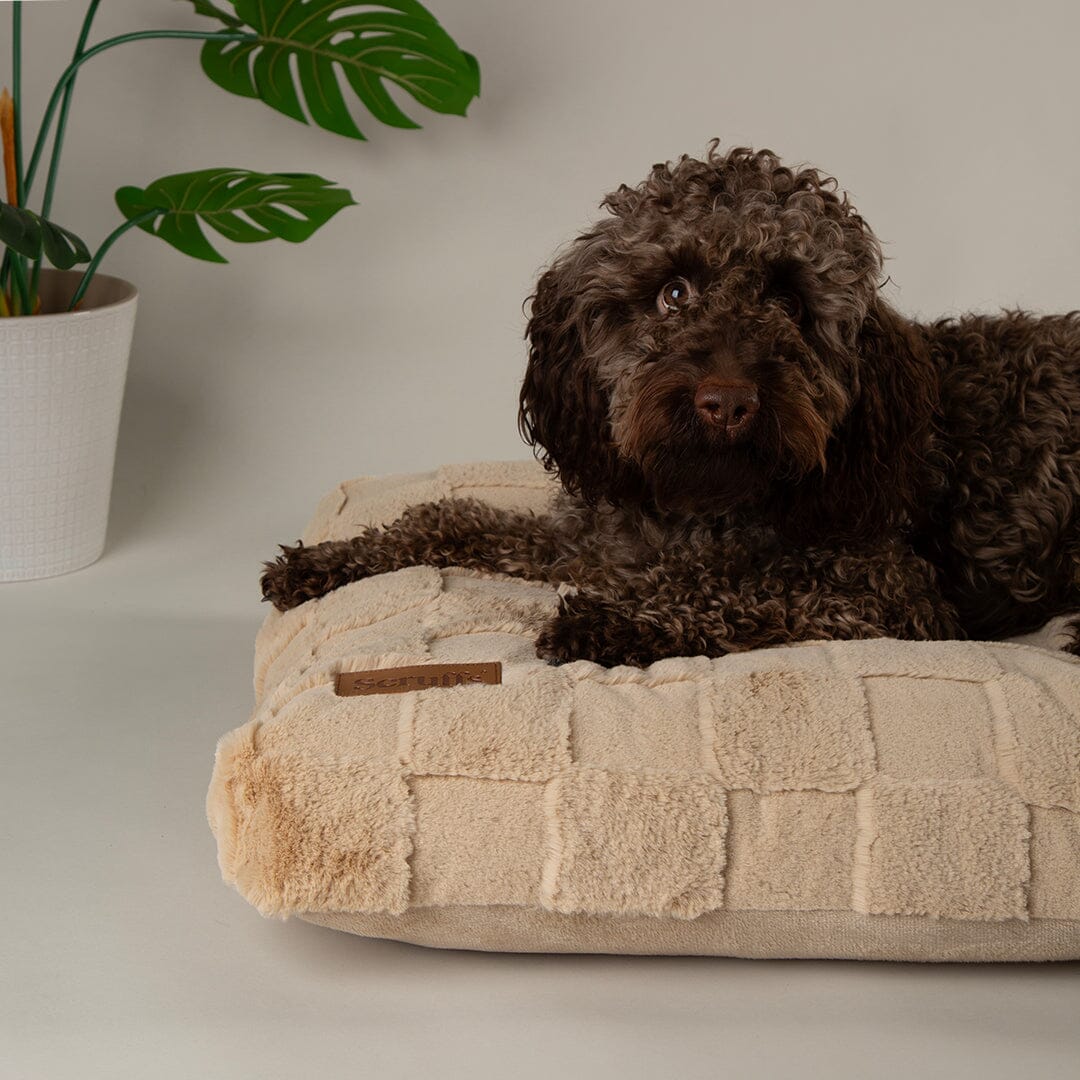 Oxford Orthopedic Dog Mattress - Tan Dog Bed with a cockapoo on the pet bed