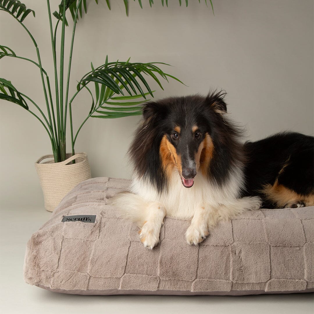 Oxford Orthopaedic Mattress - Silver Dog Bed Scruffs®