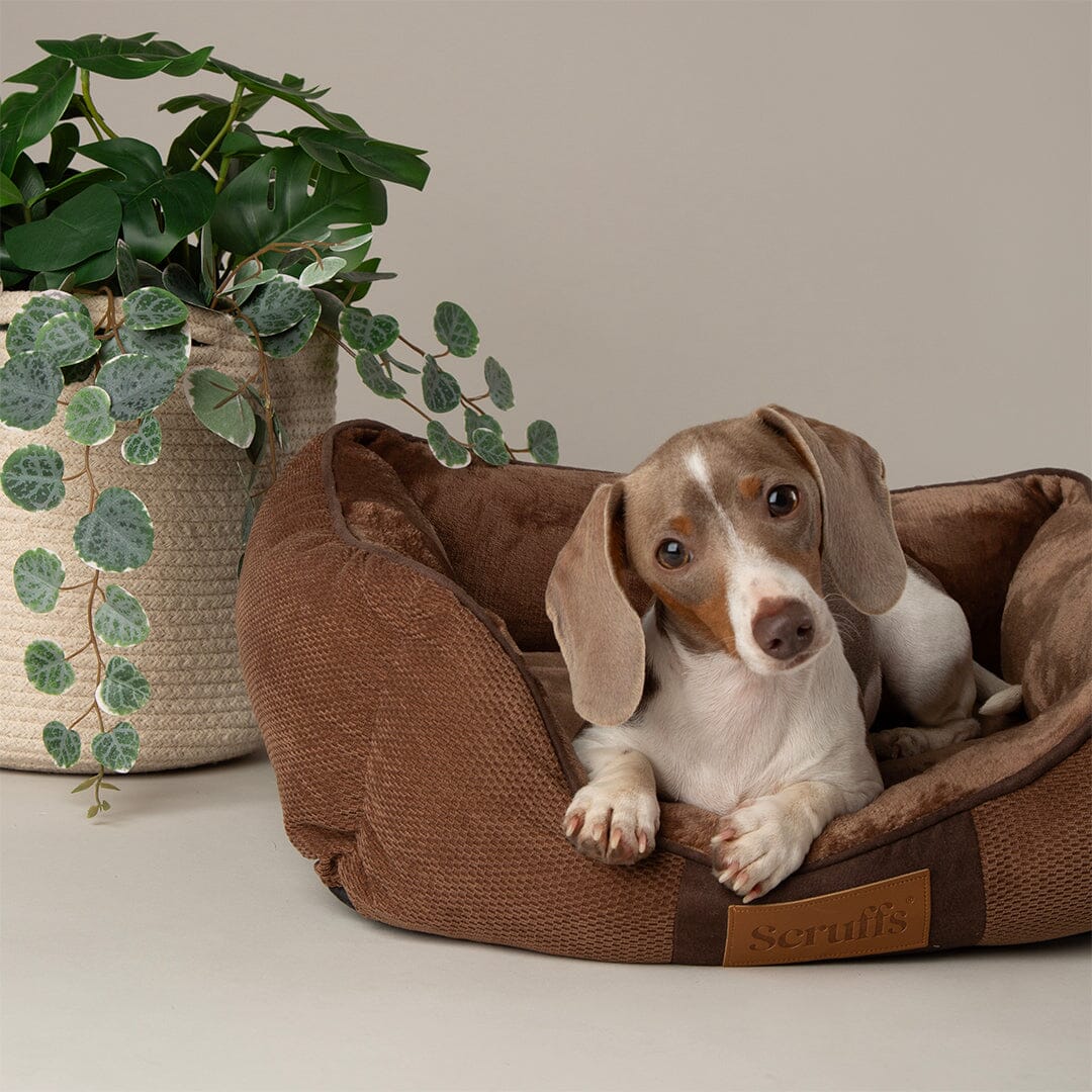 Chester Box Dog Bed - Chocolate Brown Dog Bed Scruffs®