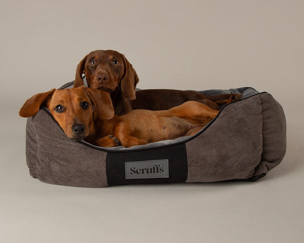 Chester Box Dog Bed - Graphite Grey Dog Bed Scruffs®