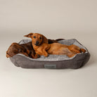 Cosy Soft-Walled Dog Bed - Grey Dog Bed Scruffs®
