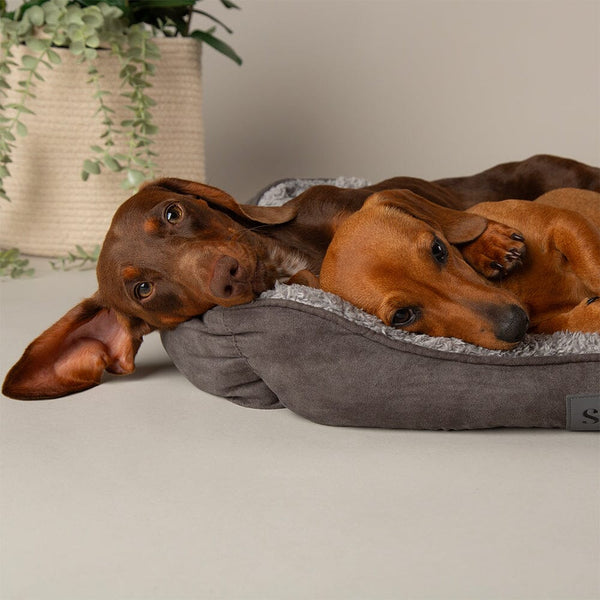 Cosy Soft-Walled Dog Bed - Grey Dog Bed Scruffs®