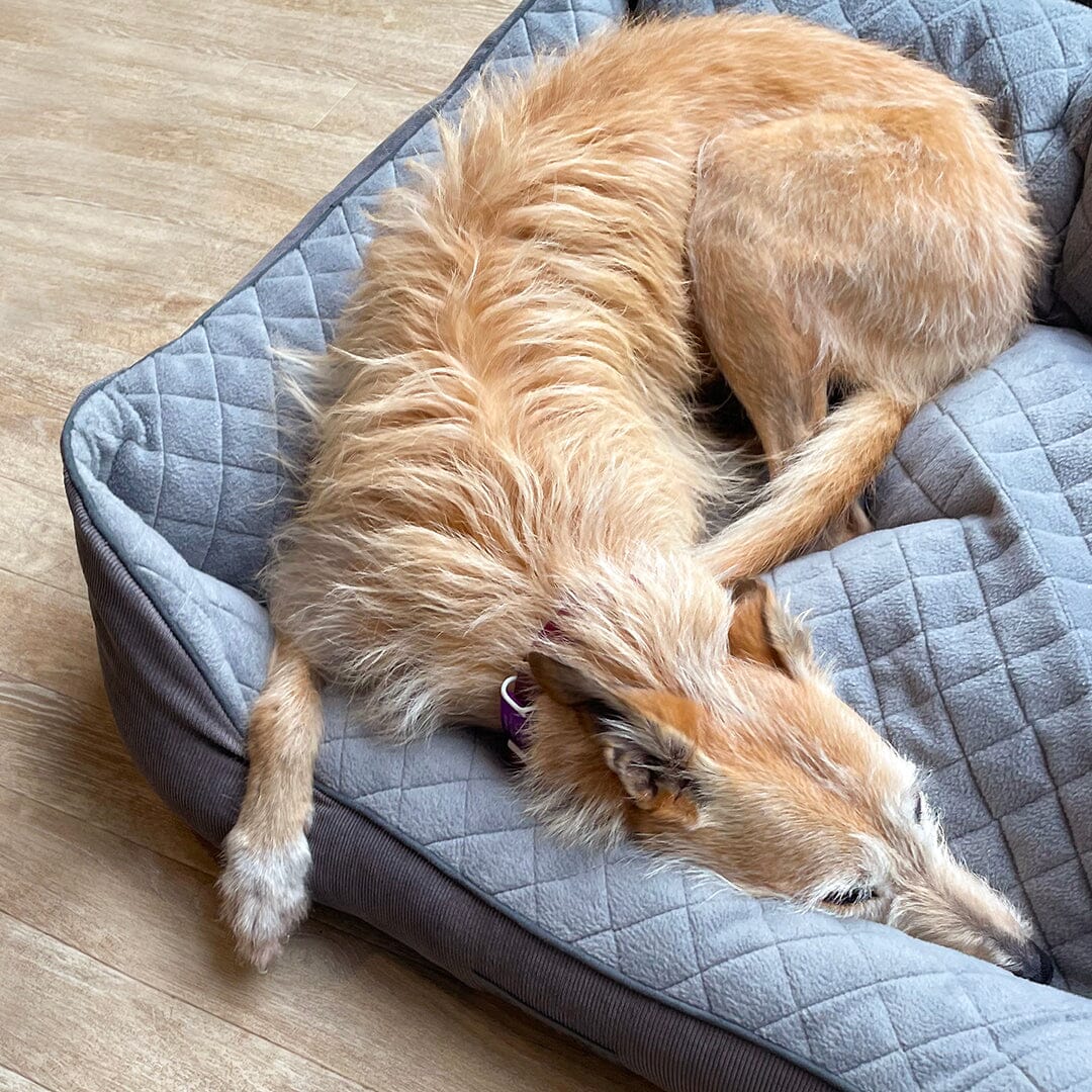 Thermal Box Bed - Grey Dog Bed Scruffs®