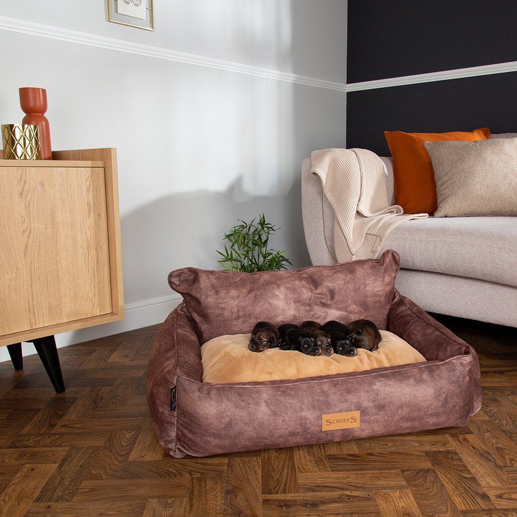 Kensington Box Bed - Chocolate Dog Bed Scruffs®