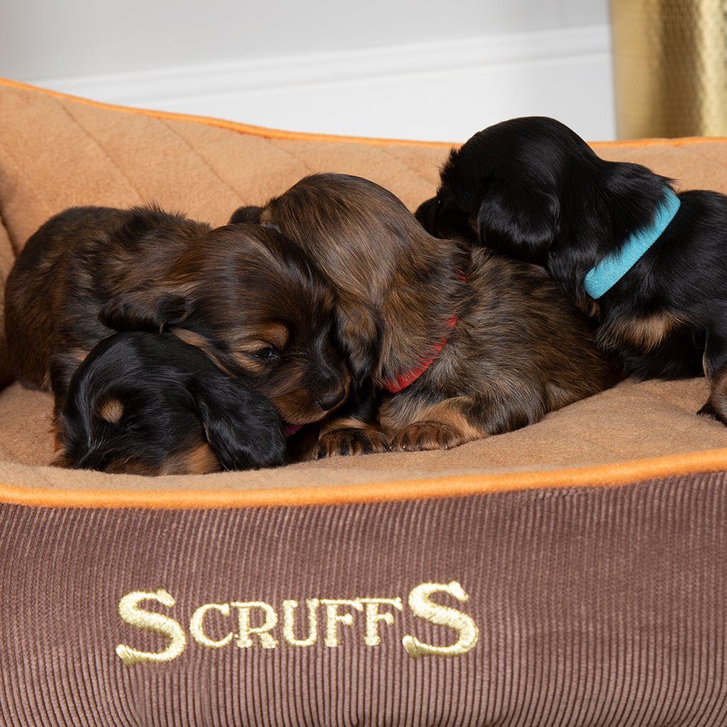 Thermal Box Bed - Brown & Tan Dog Bed Scruffs®