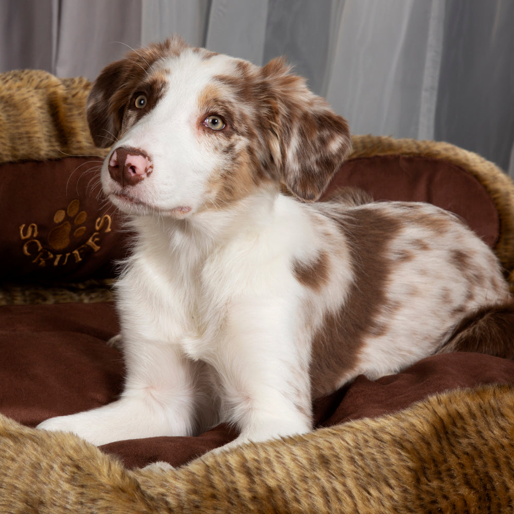 Cub Bear Dog Bed - Teddy Brown Scruffs®