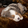 Cub Bear Dog Bed - Teddy Brown Scruffs® 