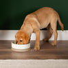 Dog eating out of dog bowl, Cream colour, Scandi Design - Ceramic Dog Bowl - Scruffs