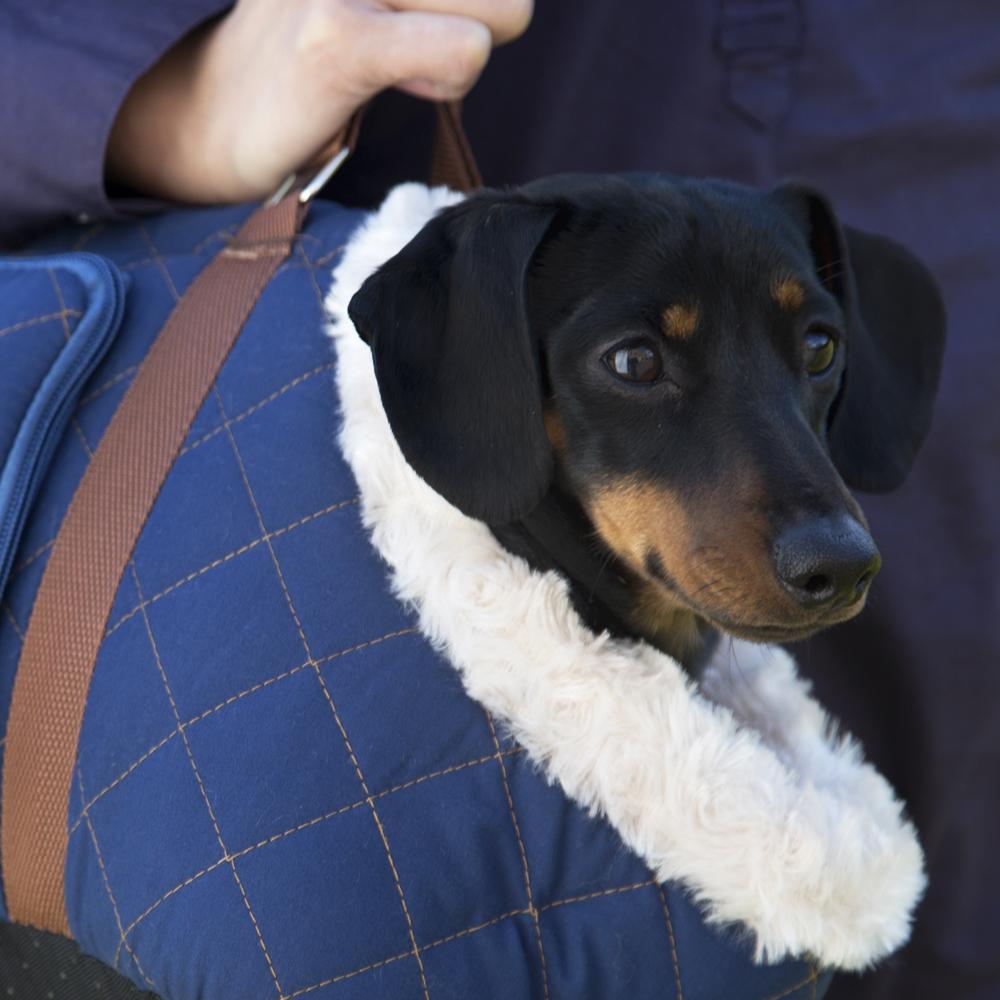 Close up of daschund inside a blue quilted dog carrier - part of the Wilton Pet Carrier collection by Scruffs®