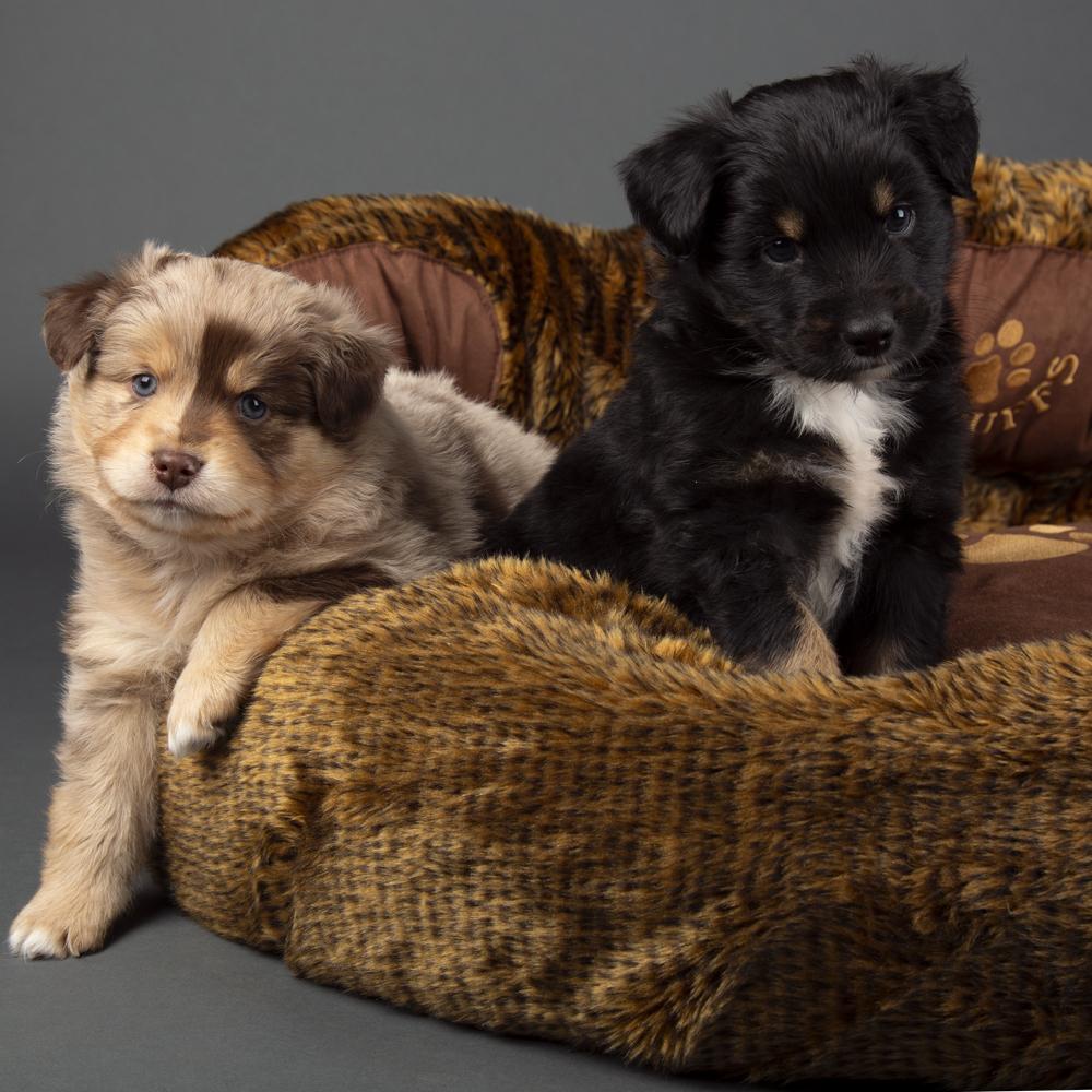 Cub Bear Dog Bed - Brown Bear Dog Bed Scruffs®