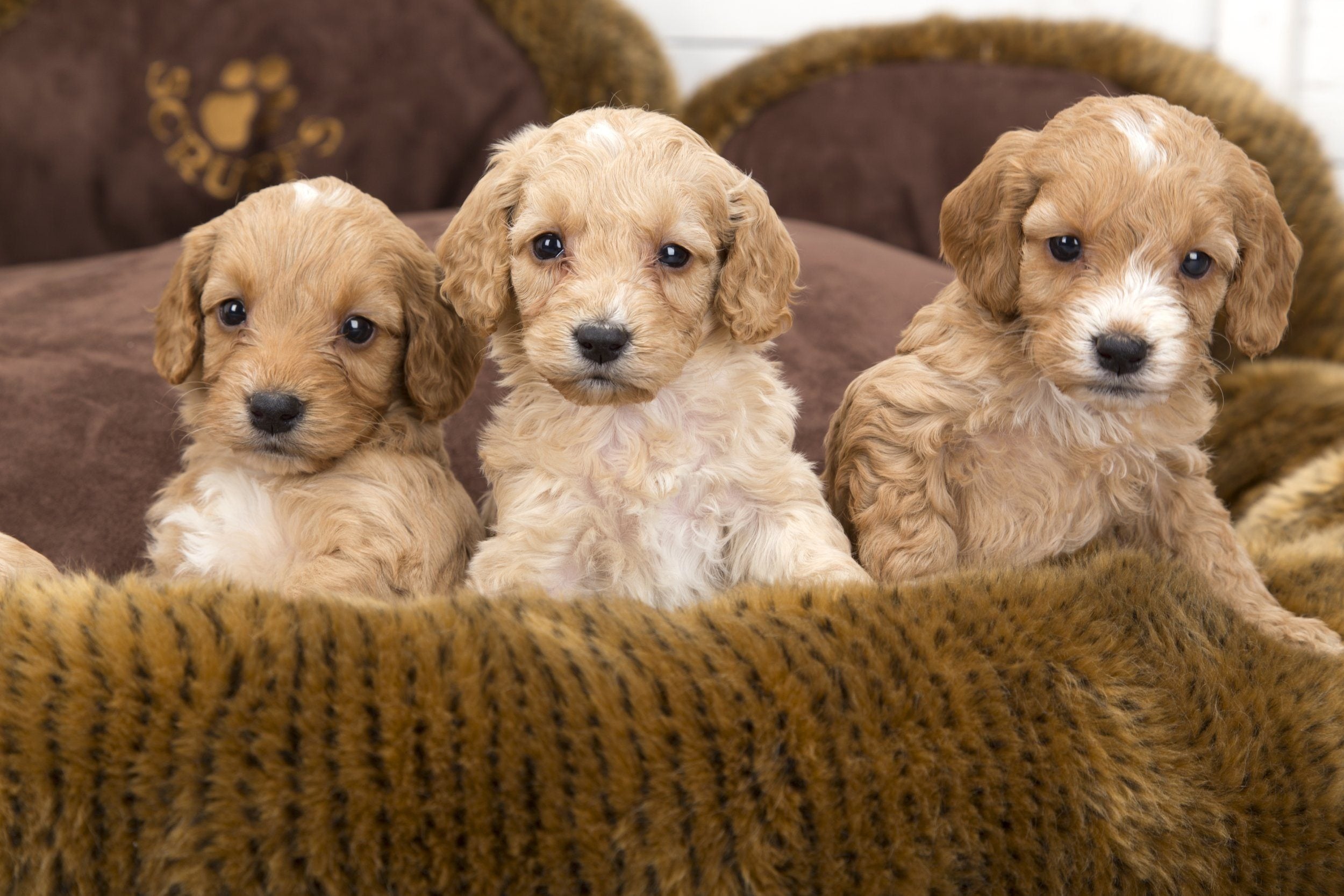 Your Pictures from Instagram