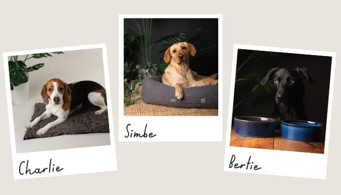 It's Take Your Dog to Work Day!