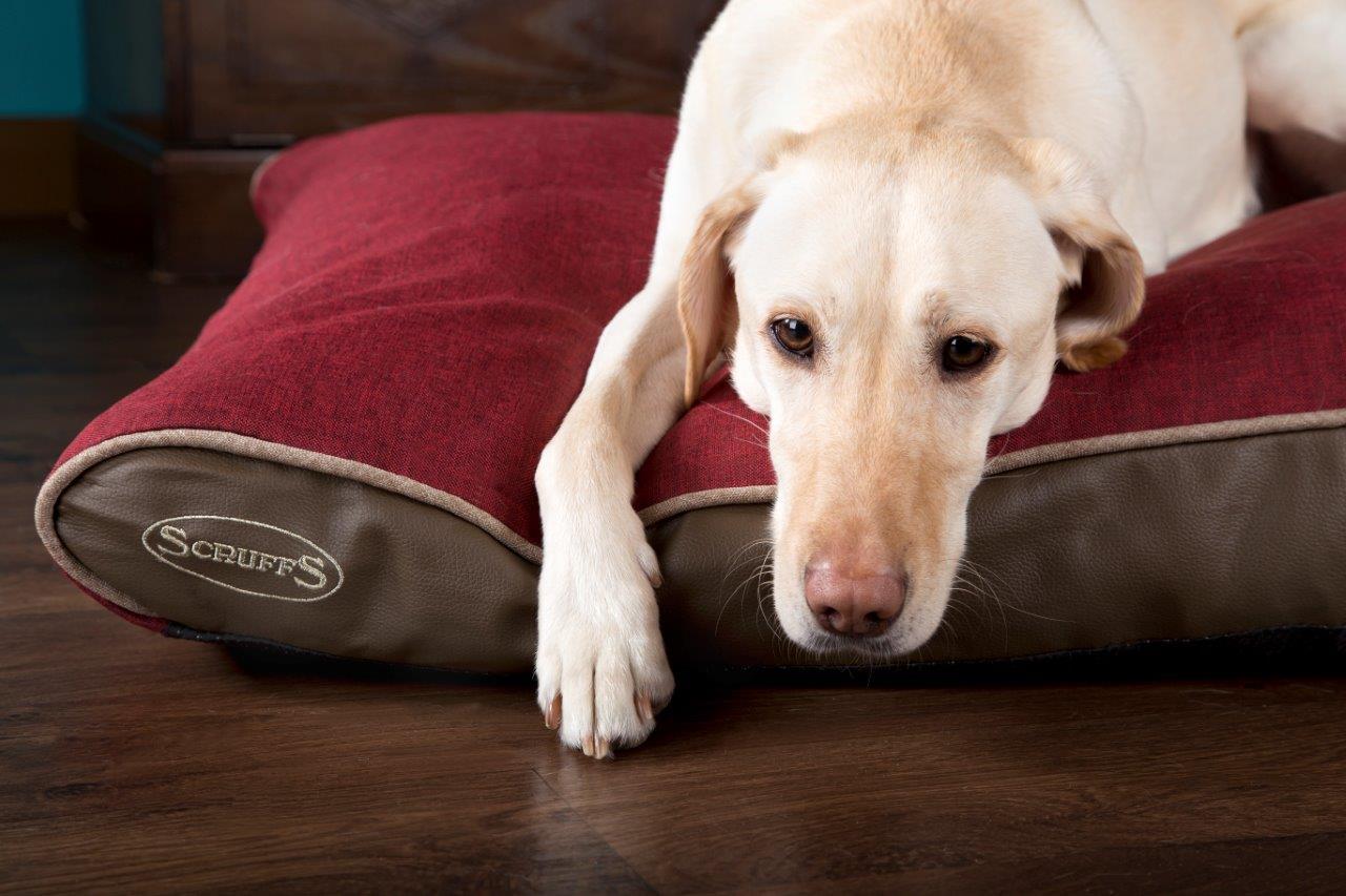 Win a Luxury Scruffs® Hilton Mattress this February