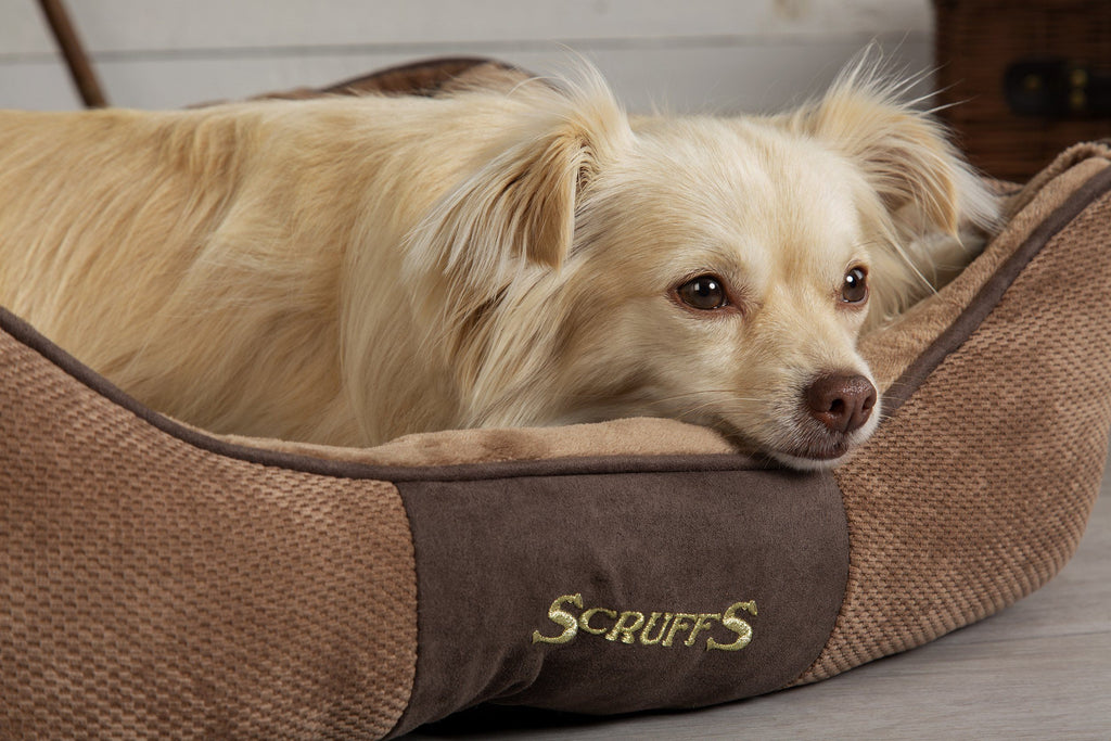 Does your dog's bed match your home decor?