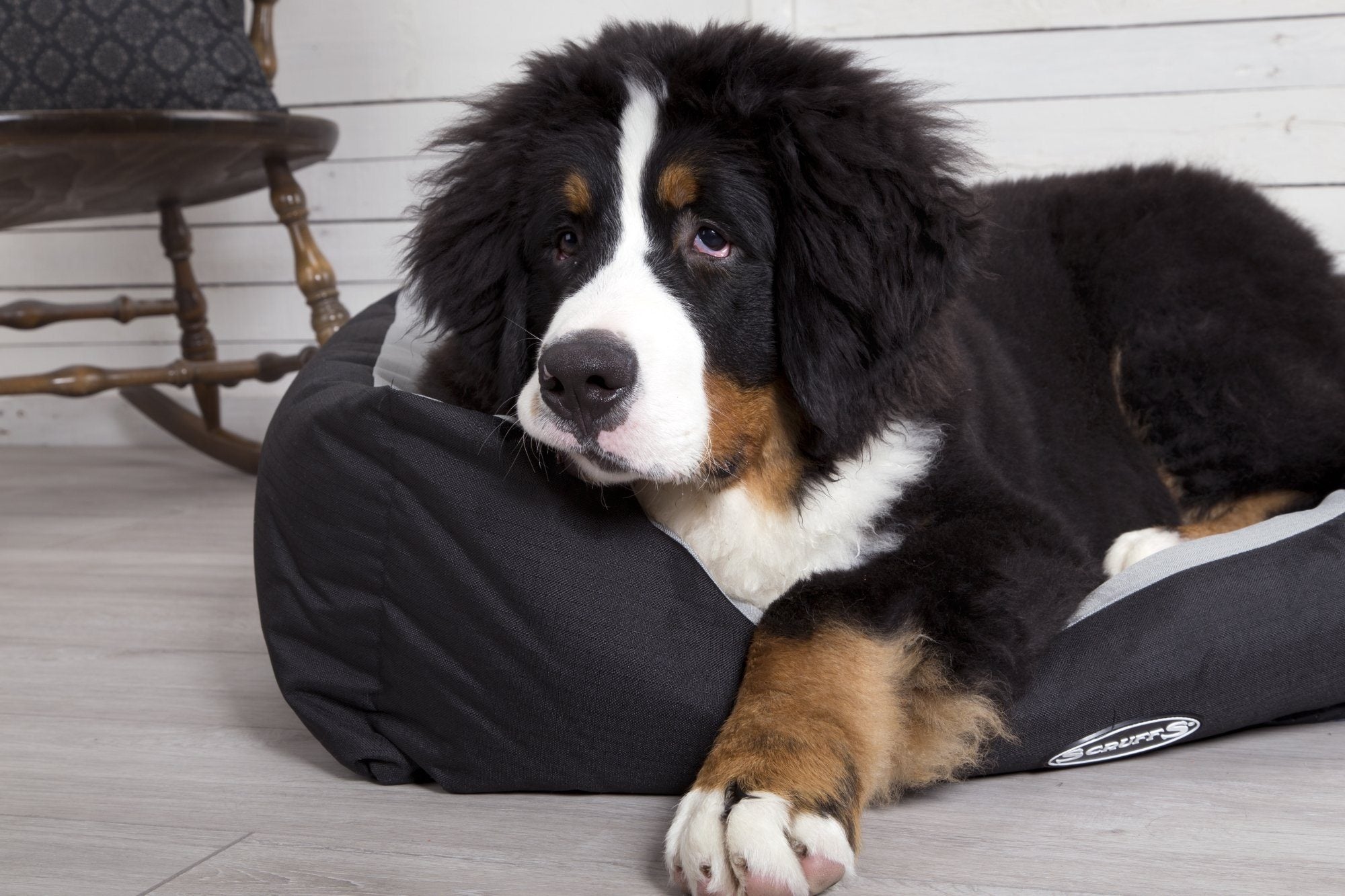 Water-Resistant Dog Bedding