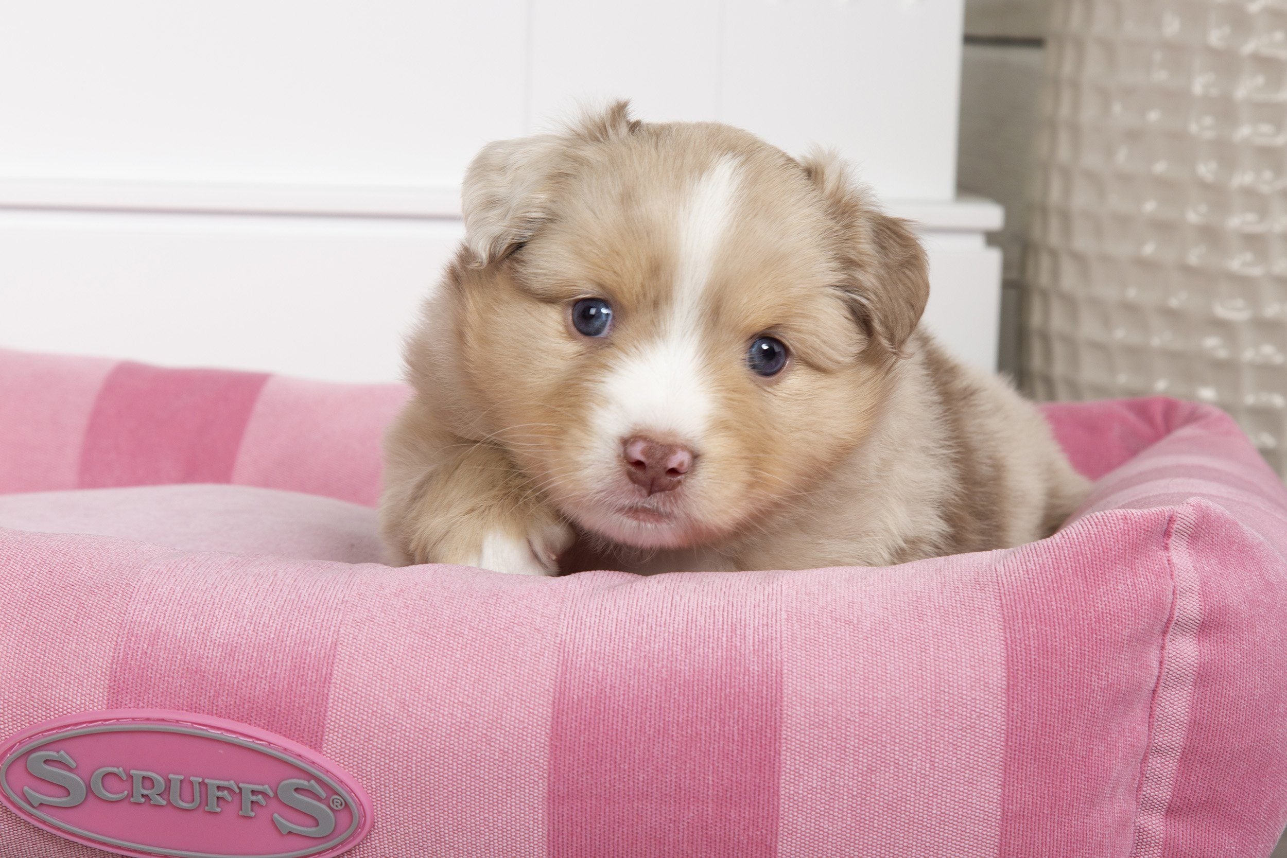 Puppies Galore at Scruffs® HQ!