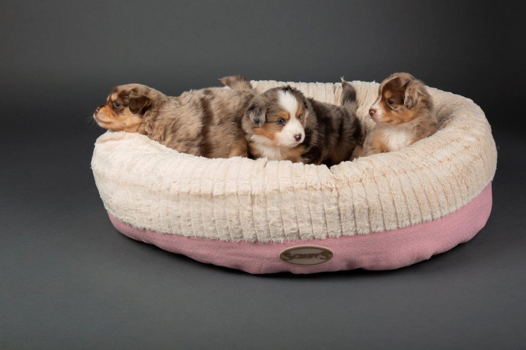 Enter our competition to win a Scruffs® Ellen Donut Bed with The Good Vet & Pet Guide