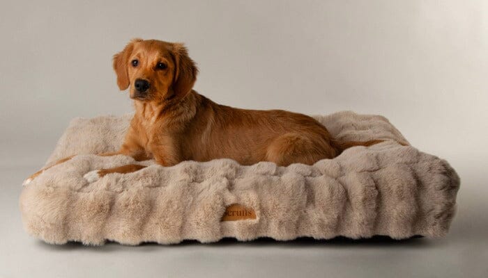 We're attending Crufts 2026