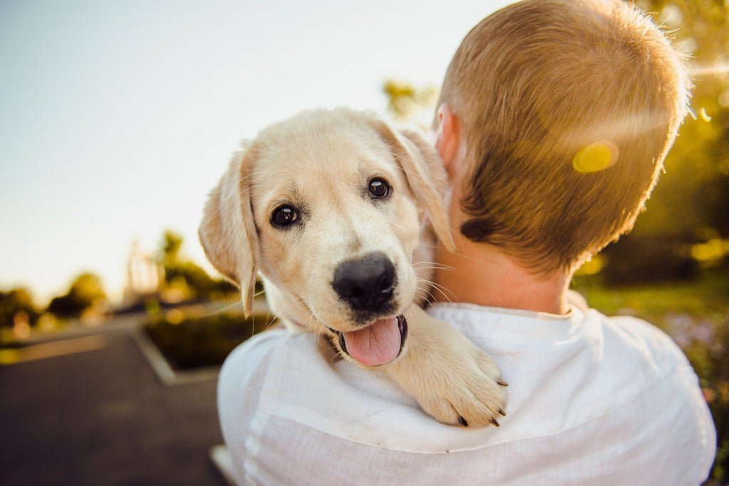 4 Ways to Ensure Your Dog is Always Safe and Sound
