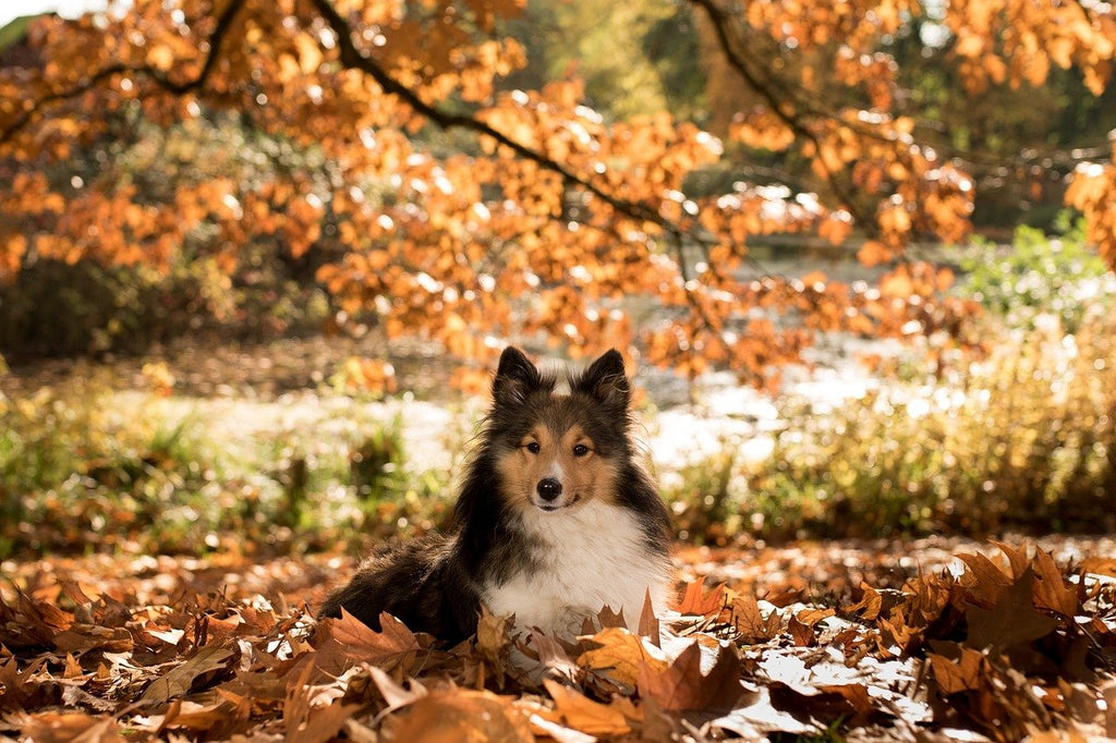 The 5 Best Tips for Pet Owners this Autumn