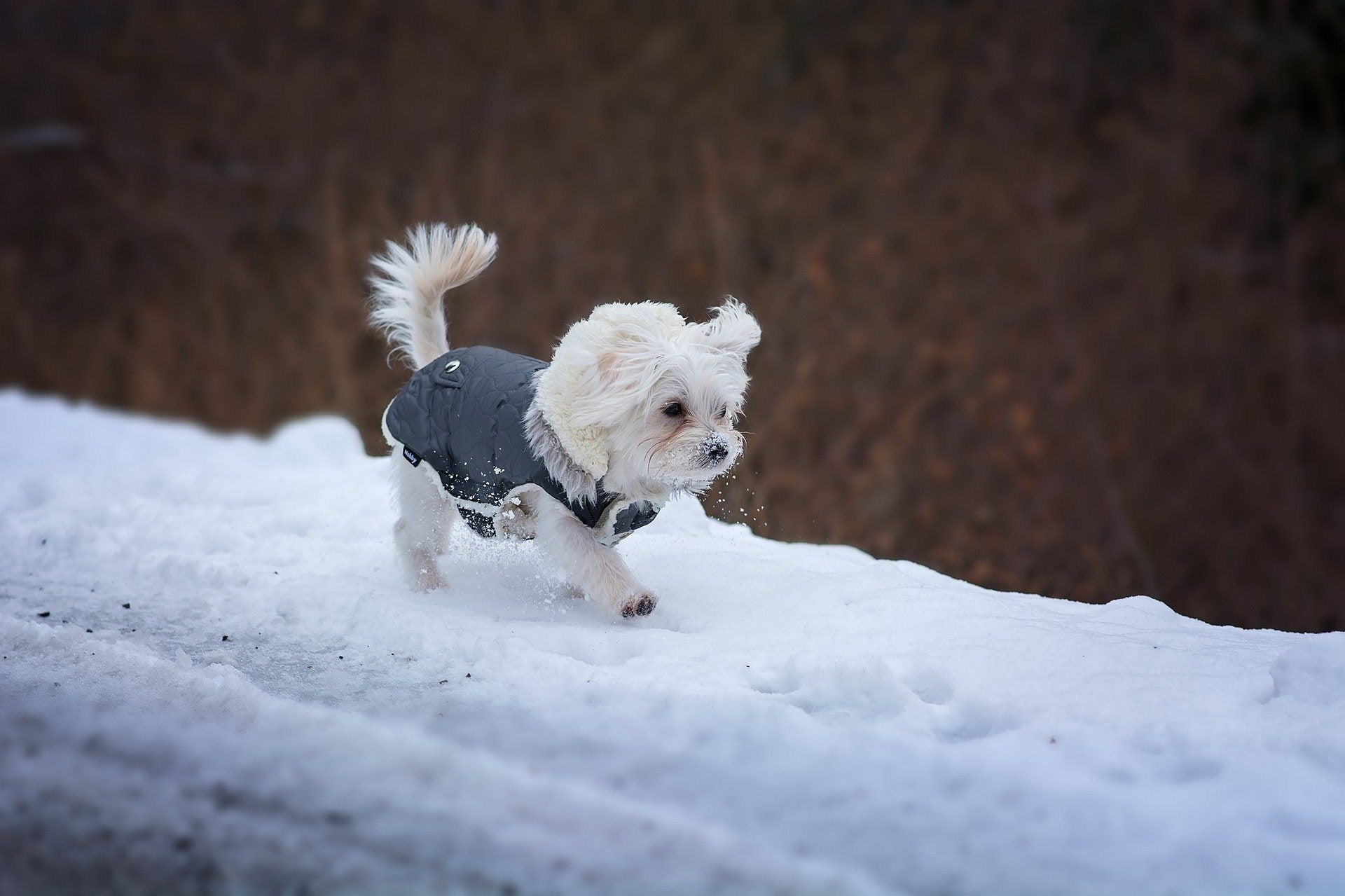 The Ultimate Guide to Keeping your Dog Warm this Winter