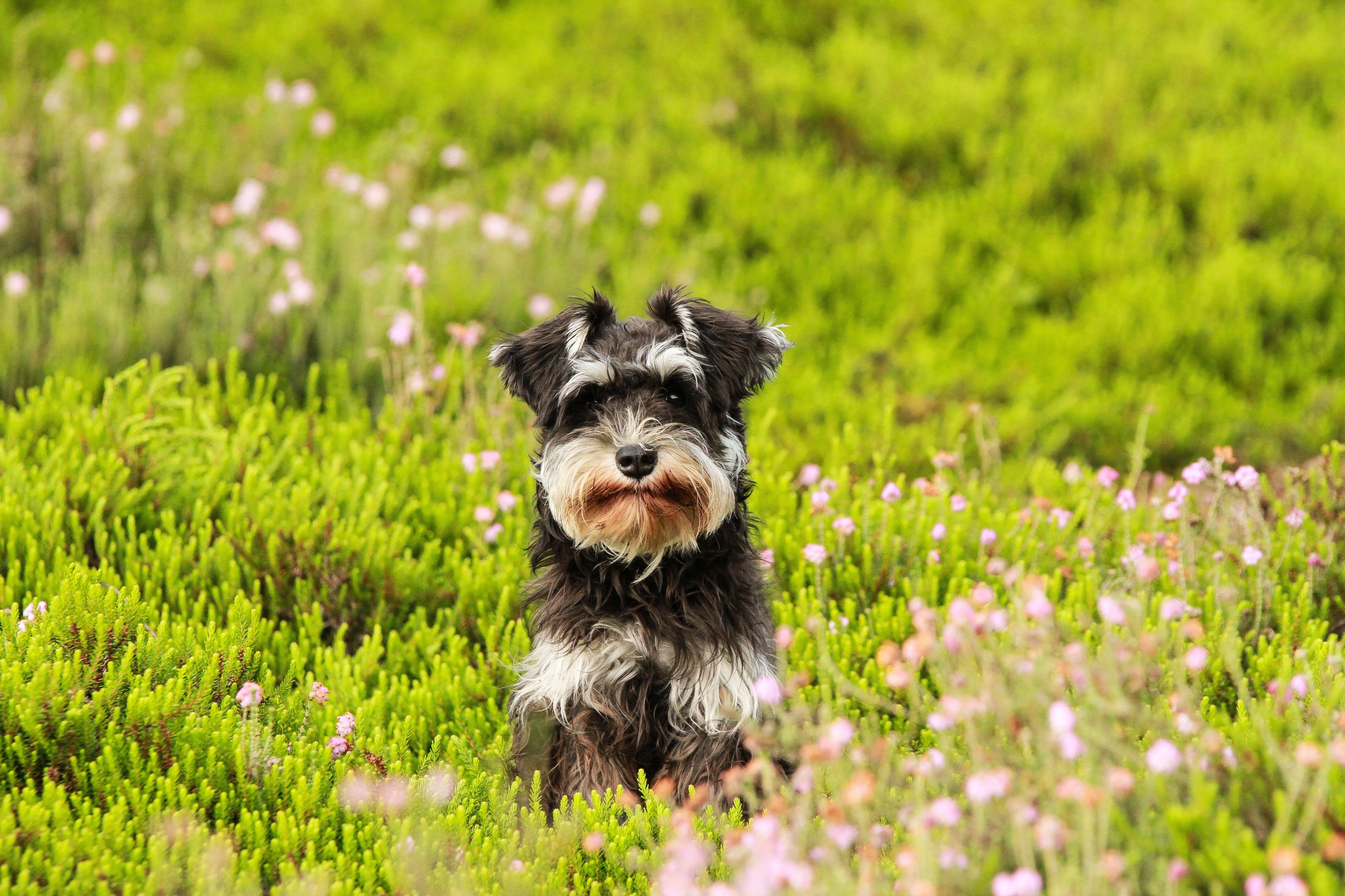Keeping your Pet Healthy this Spring