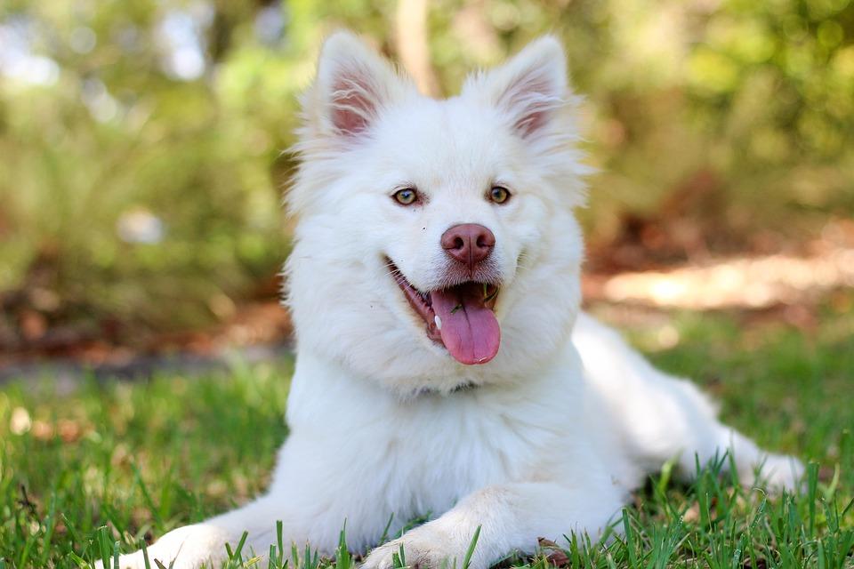 Treat your Pet & We'll Treat You to 35% OFF!