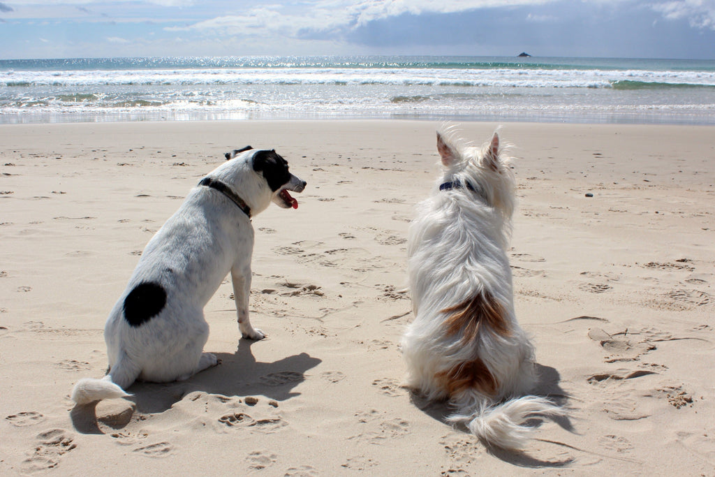The Ultimate Guide to Holidaying with Your Dog