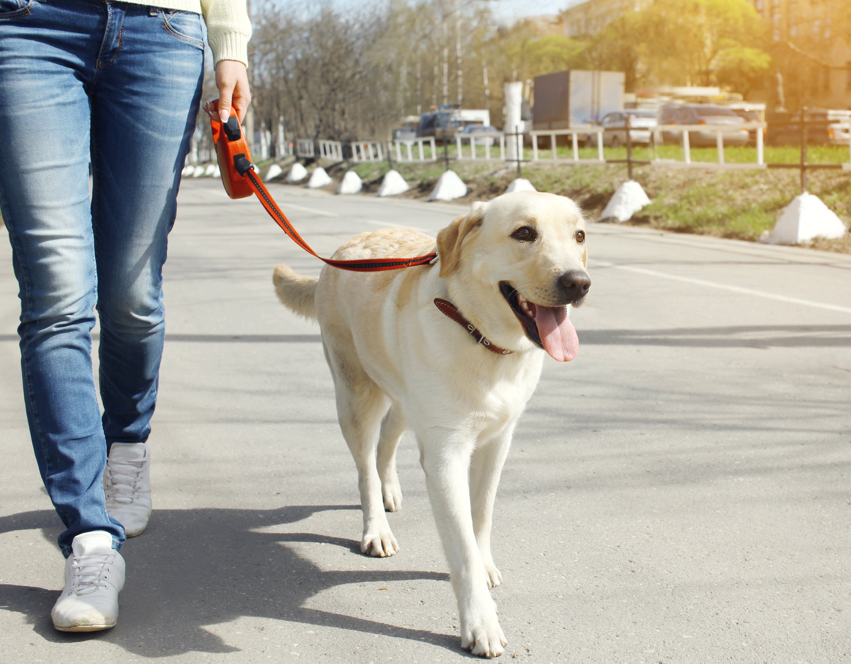 4 Tips to Mastering the Art of Dog Walking